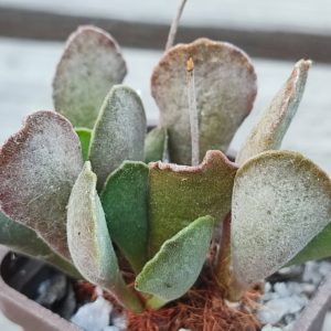 Adromischus hybrid