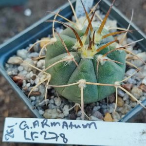 gymnocalycium armatum LF278