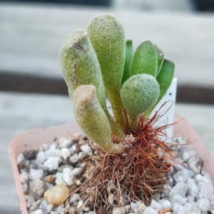 adromischus
