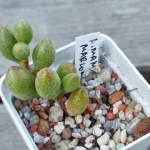 adromischus mammillaris marlothii