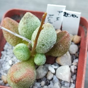 adromischus marianiae alveolatus