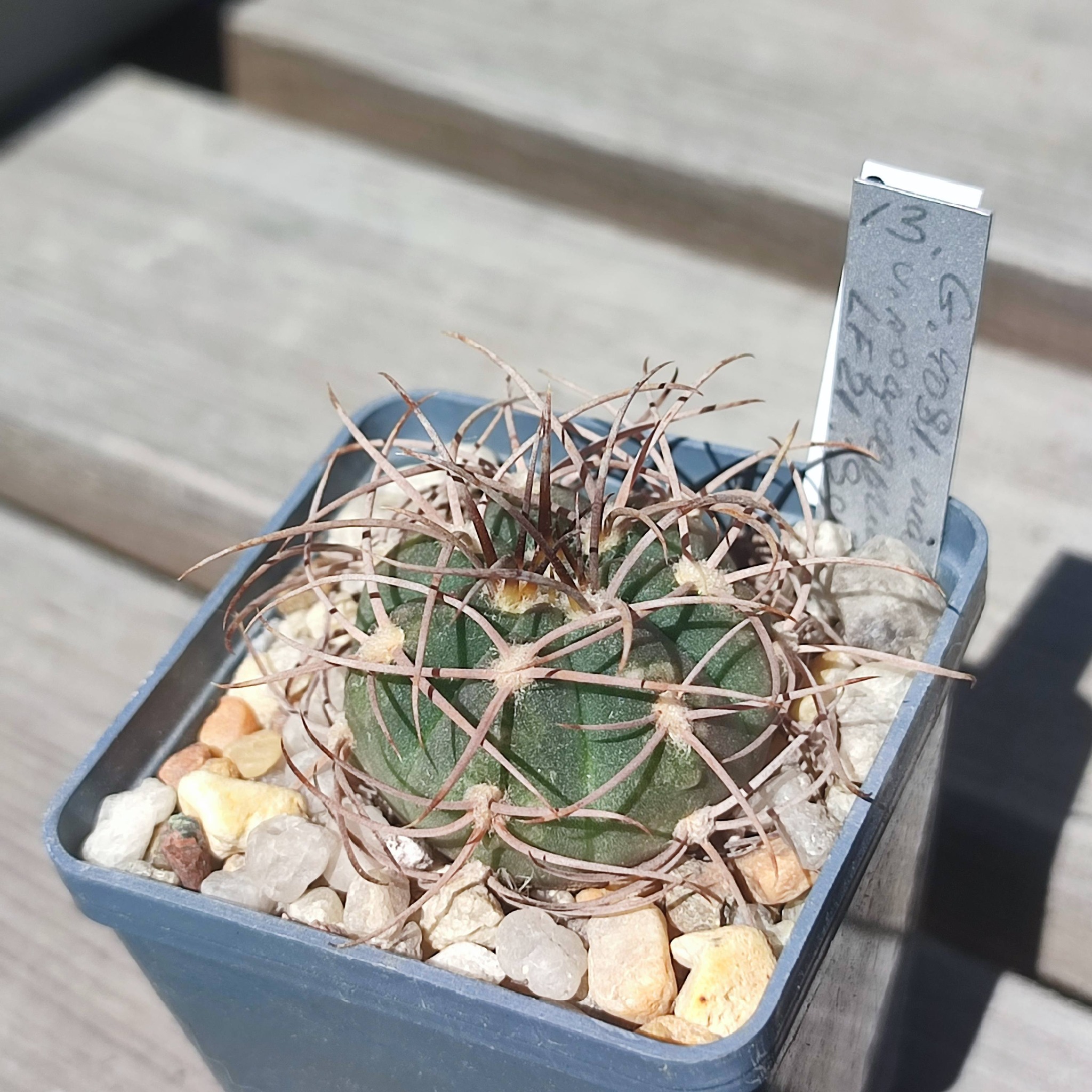 Gymnocalycium mazanense v. polycephalum LF21