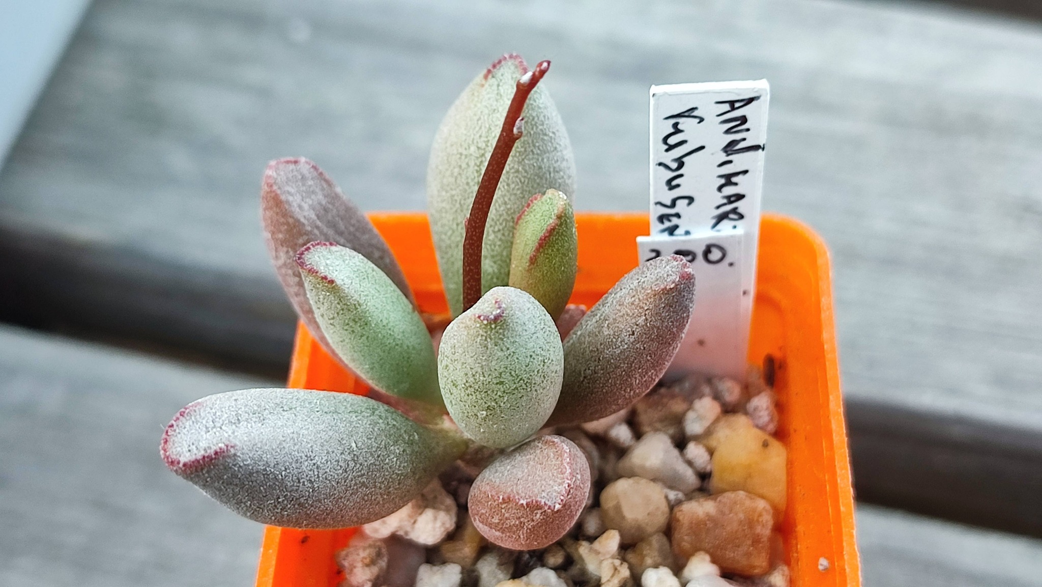 Adromischus marianiae Kubusensis Dolomite Peaks