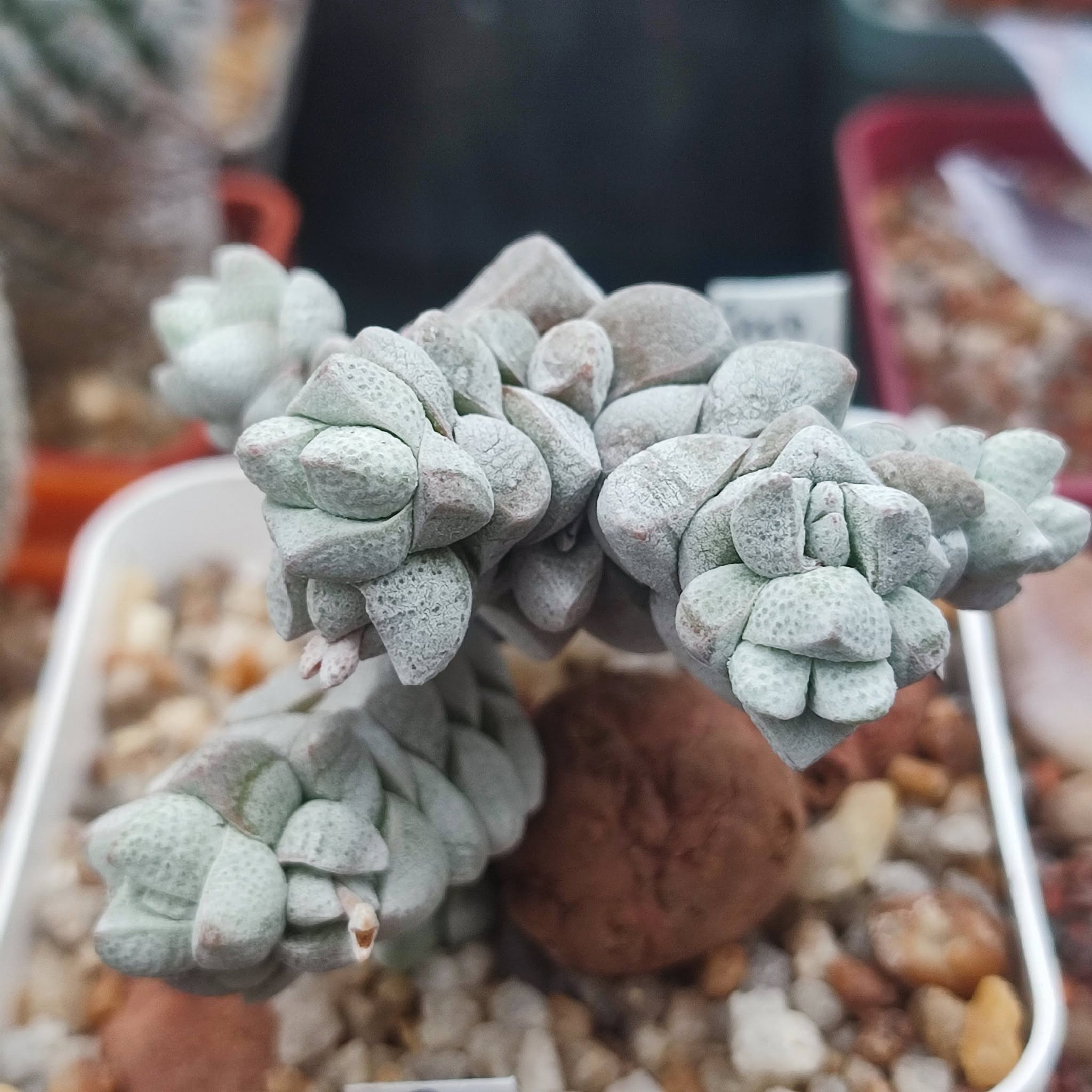 Crassula deceptor