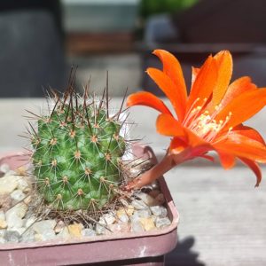 rebutia sp