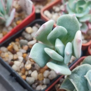 Echeveria pinky