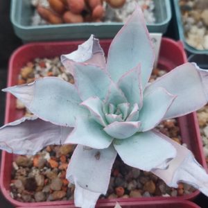 Echeveria Cante