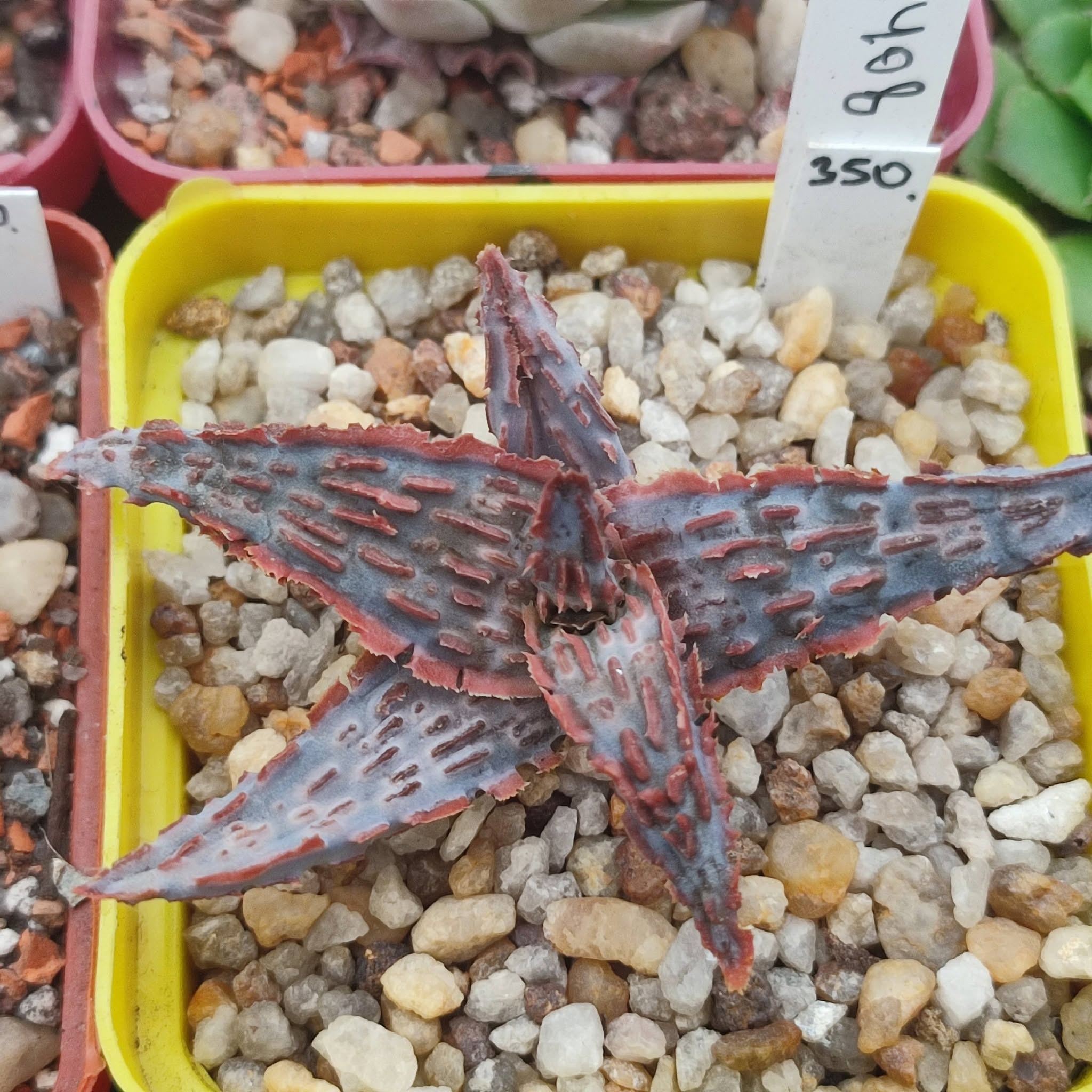 Aloe TCT