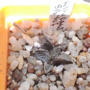 Ariocarpus fissuratus SB403