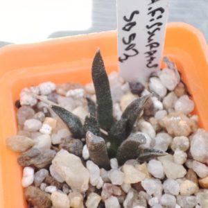Ariocarpus fissuratus SB503