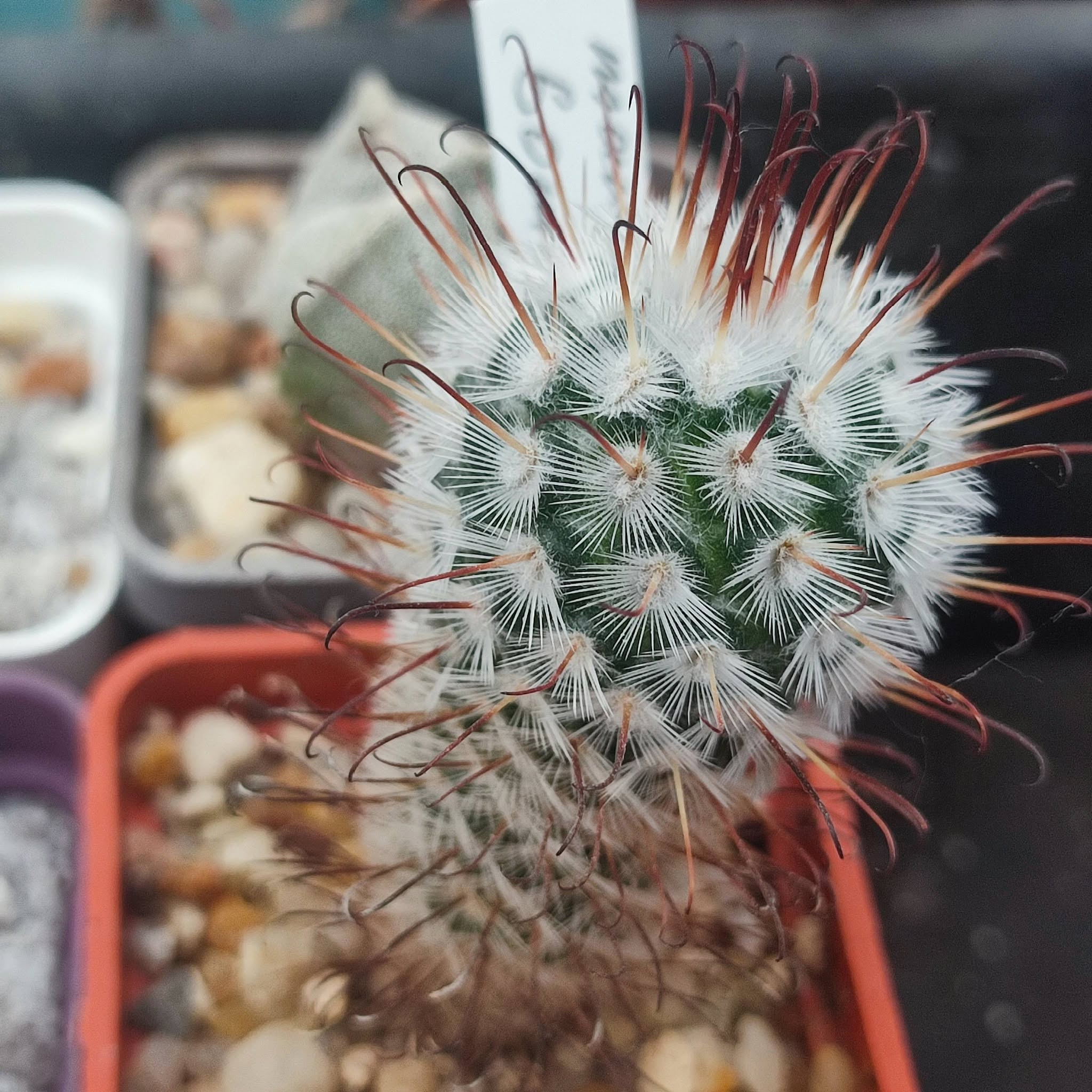 mammillaria bombycina