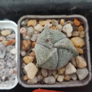 Astrophytum myriostigma tricostum