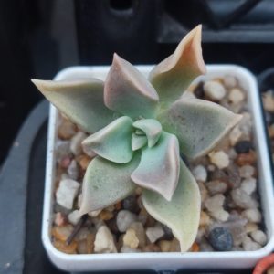 Graptoveria sp