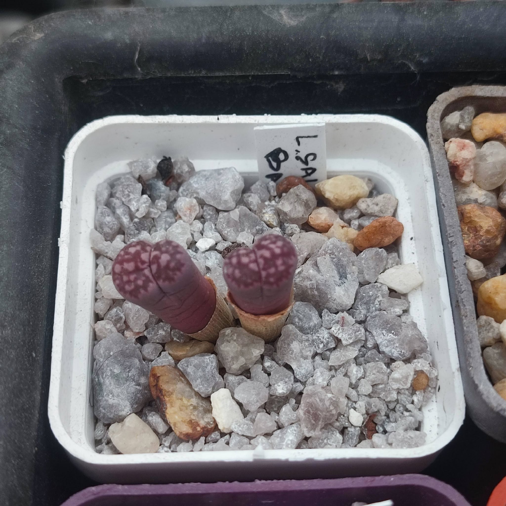 Lithops Salicola Bacchus