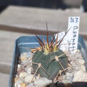 Gymnocalycium Armatum JO600
