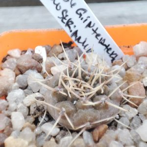 Gymnocalycium intertextum moserianum