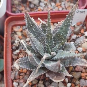 Aloe parvula hybrid compact blue Gray form