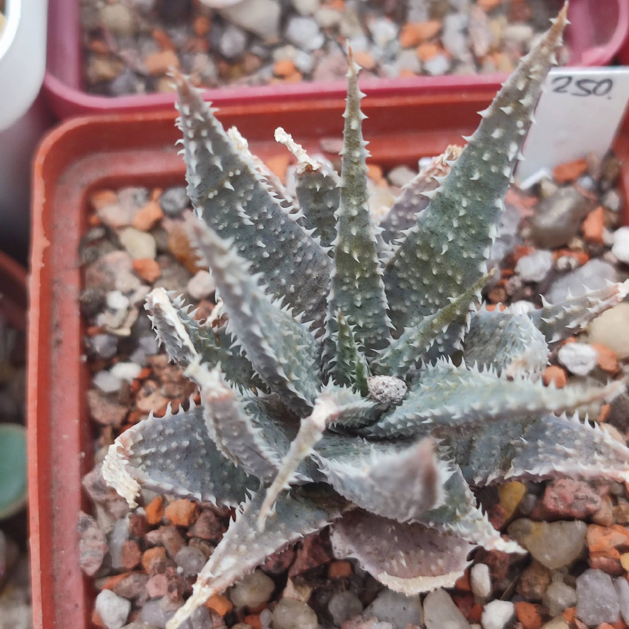 Aloe parvula hybrid compact blue Gray form