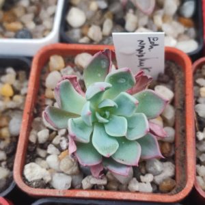 Echeveria nanahukomini
