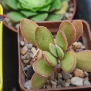 Crassula money maker variegata