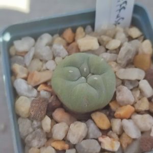 Lophophore diffusa