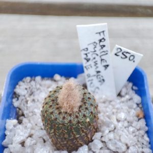 Frailea pygmaea var. phaeodisca