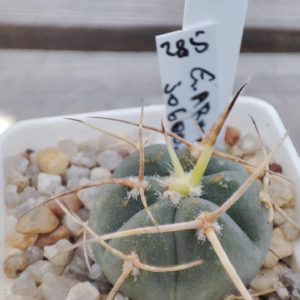 Gymnocalycium Armatum JO600