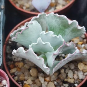 Cotyledons undulata pink