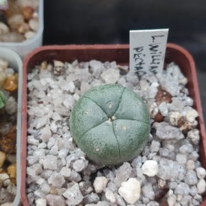 Lophophore williamsii pentagona