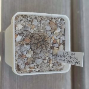 gymnocalycium bodenbenrianum VG1243