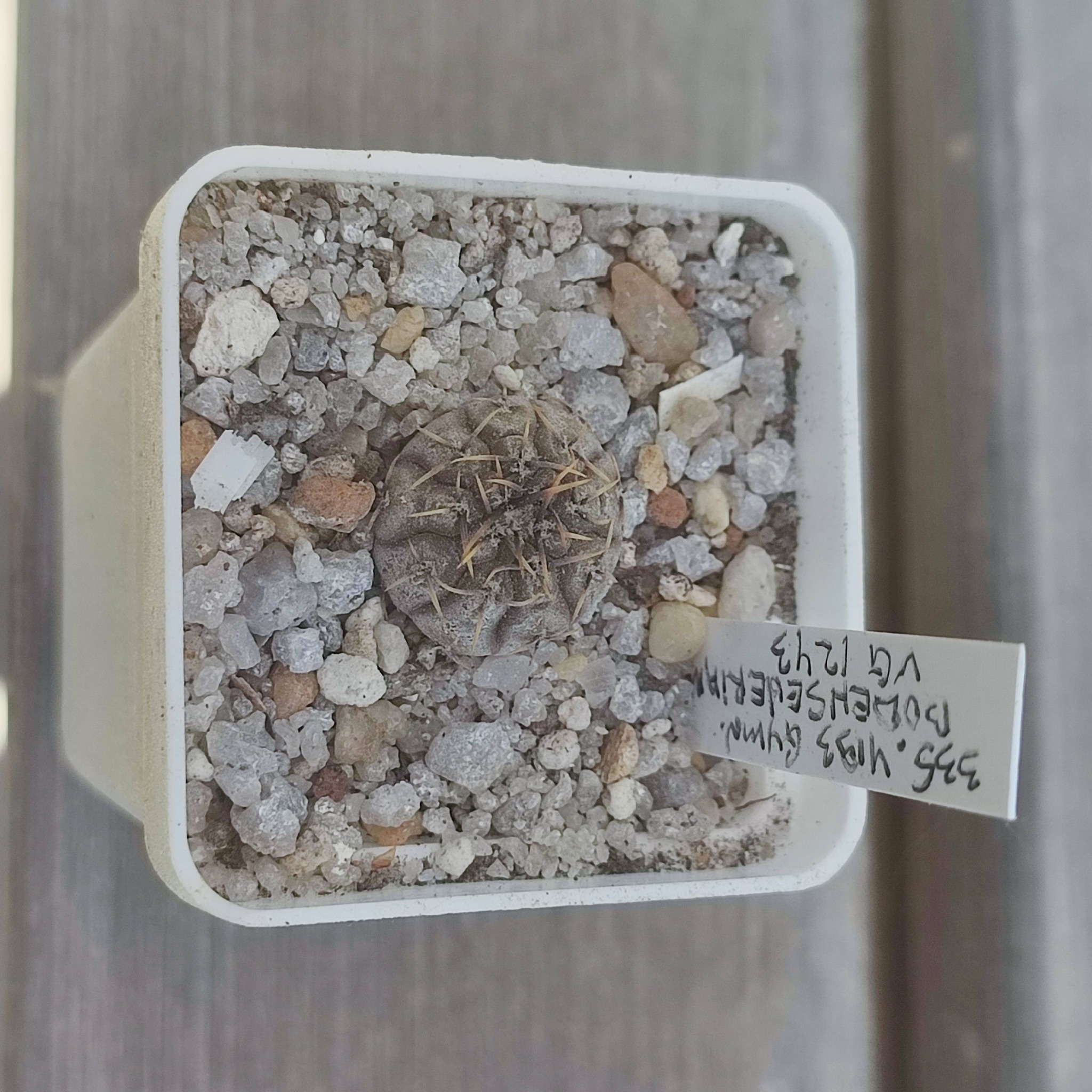 gymnocalycium bodenbenrianum VG1243