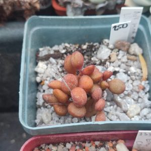 Adromischus Marianae Little Spheroid