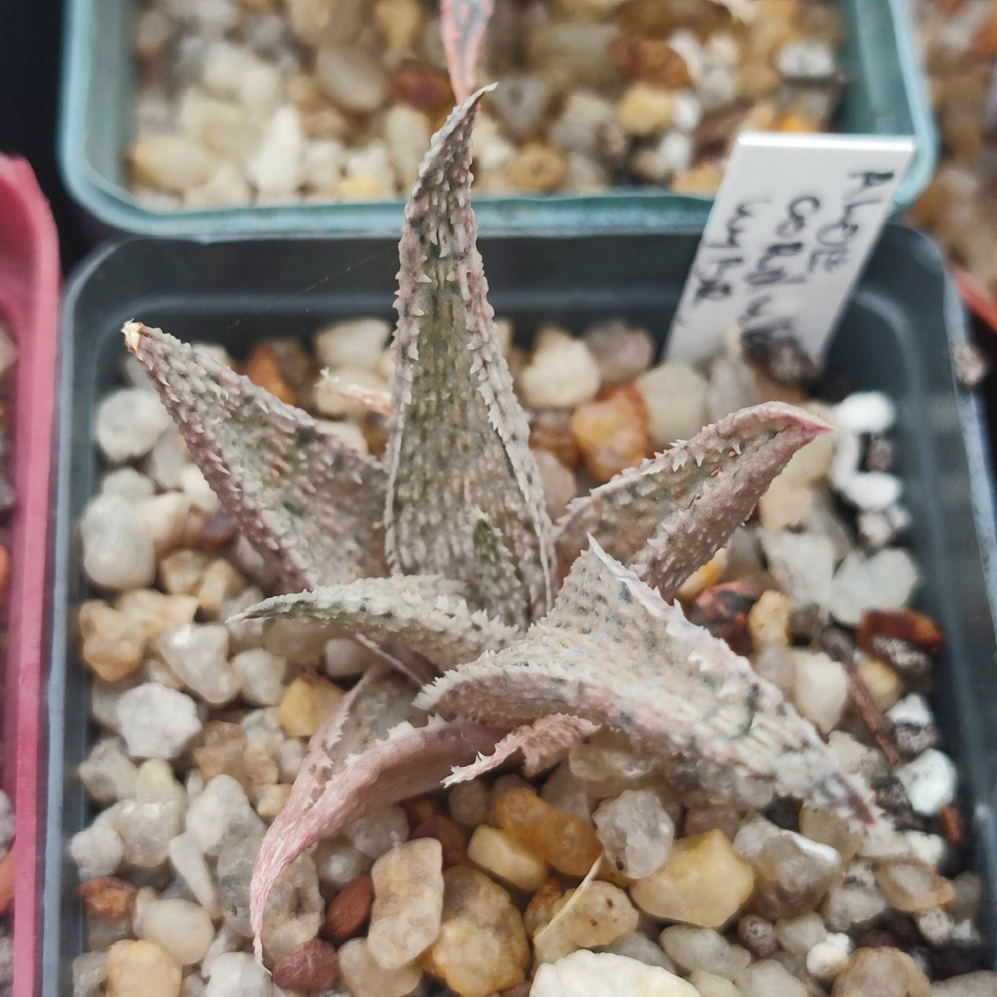 aloe corduroy hybrid