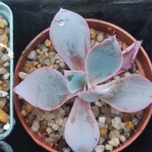 Echeveria Afterglow