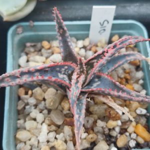 Aloe selection