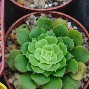 aeonium aizoon