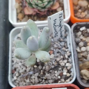 Pachyphytum machucae