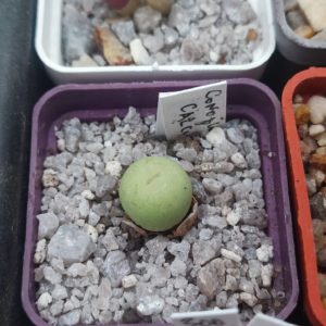 Conophytum calculus