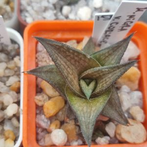 Haworthia nigra coriacea
