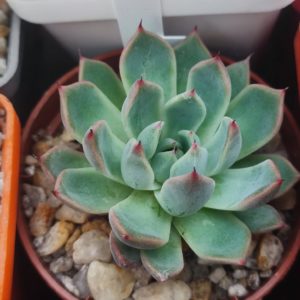 Echeveria La Joya