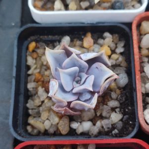 Echeveria lilacina