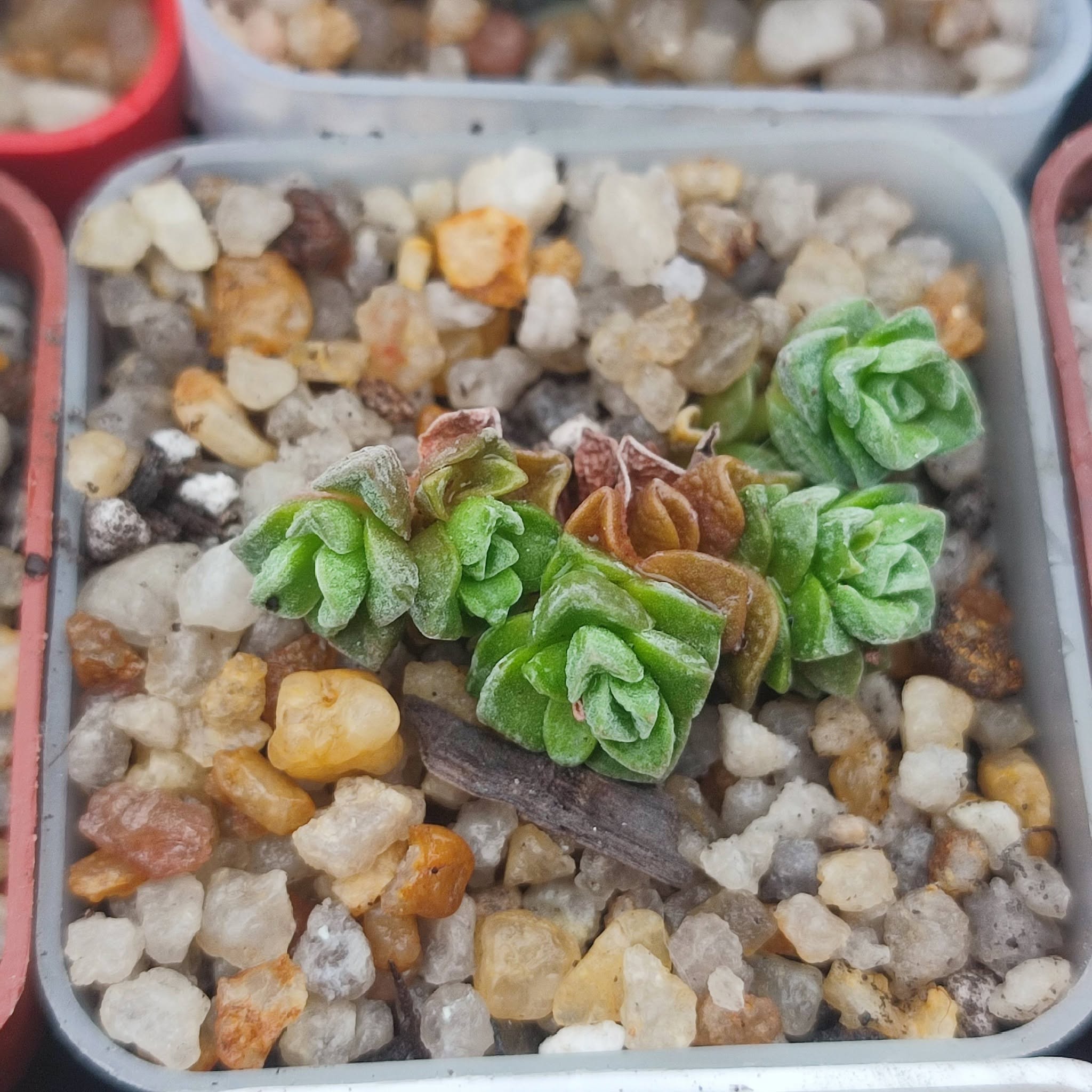 Crassula Dorothy