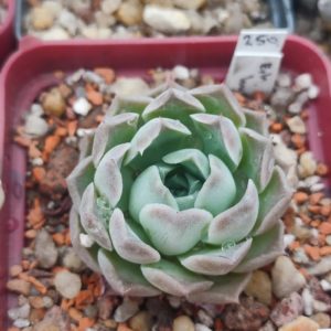 Echeveria Hyaline Spain