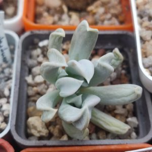 Echeveria topsy torvy
