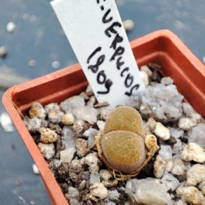 conophytum verrucosum 1809