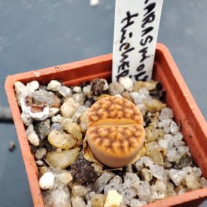 lithops karasmontana ticheri