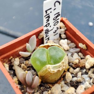 conophytum limpidum 1810.31