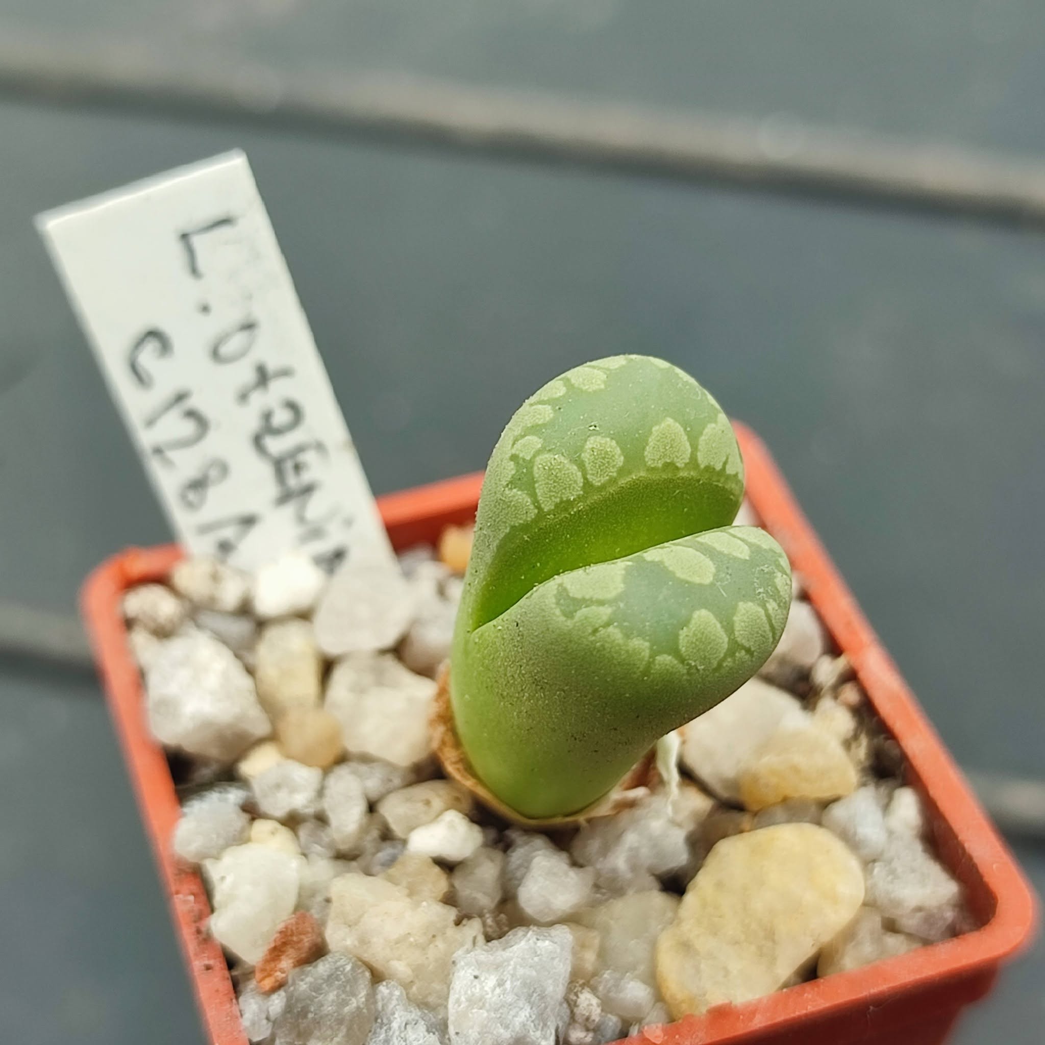 lithops otzeniana C128A