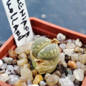 lithops otzeniana holland