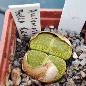lithops aucampiae Bella ketty